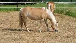 动物,马,haflinger