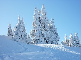 冷杉,雪,天空