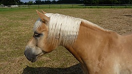 动物,马,haflinger