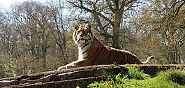 大貓,虎,野生動物