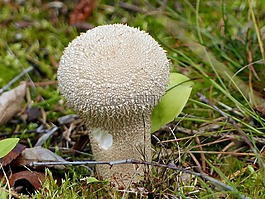 蘑菇,白,秋季