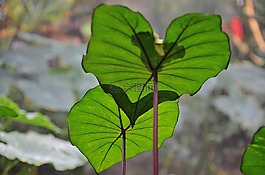葉,自然,植物
