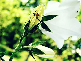 蜘蛛,莉莉,性質(zhì)