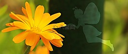 花,蝴蝶,女性