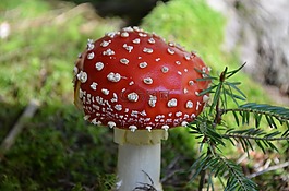 蘑菇,飛木耳,紅色