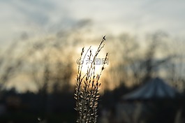 太陽,天空,日落