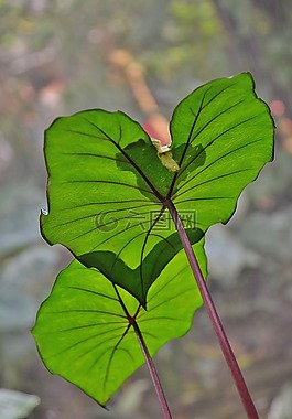 葉,植物,自然