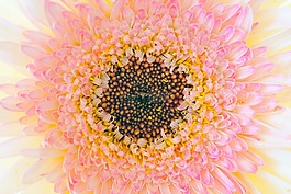 花,特寫,詳細