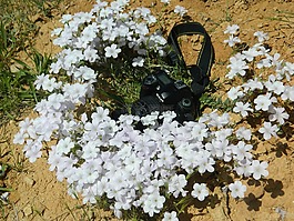 機(jī),亞麻雜草,野生
