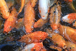 鯉魚,魚,金魚