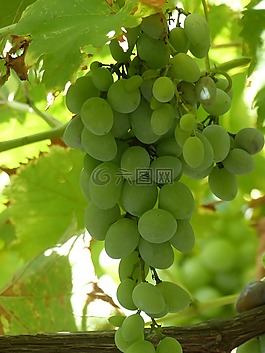 水果,樁,農(nóng)業(yè)