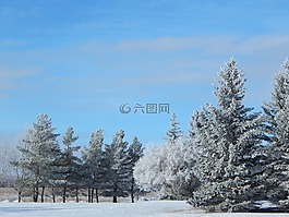樹,森林,伍茲