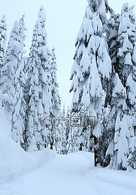 冬天,雪,森林