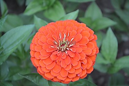 花,橙色,橙花
