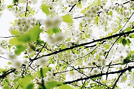 花,白,花瓣