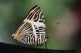 蝴蝶,昆蟲(chóng),動(dòng)物