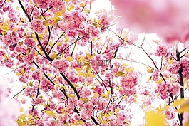 花,粉紅色,花瓣