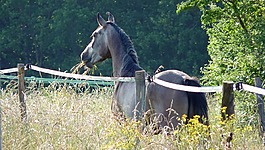 馬,阿拉伯純種,養(yǎng)馬