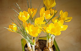 藏紅花,黃色,鮮花