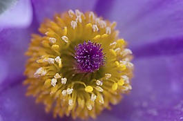 花,紫羅蘭色,花瓣