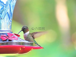 鳥,蜂鳥,多彩