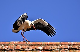鸛,鳥,飛