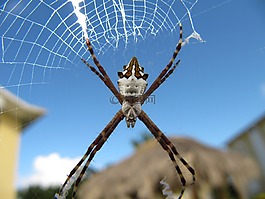 argiope,argentata,蜘蛛