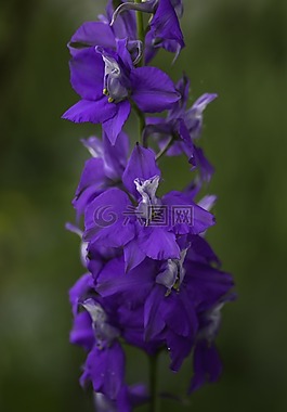花,自然,紫色花