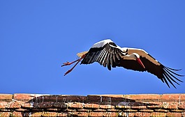 鸛,鳥,飛