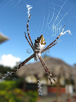 argiope,argentata,蜘蛛