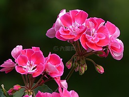 天竺葵,鮮花,顏色