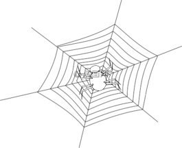 蜘蛛,web,萬圣節(jié)