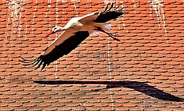 鸛,鳥,飛