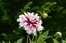 嬌琴紗,花,花花園