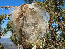 thaumetopoea,pityocampa,蠕蟲(chóng)