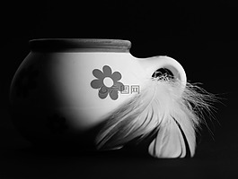 杯,黑與白,羽毛