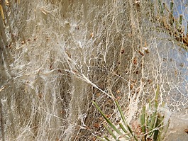 thaumetopoea,pityocampa,蠕蟲(chóng)