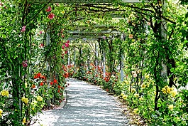 公園,性質(zhì),花