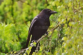 烏鴉,鳥,黑色
