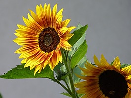 太陽(yáng)花,夏季,花