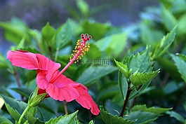 扶桑,紅色,花草