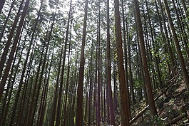 山,森林,變薄