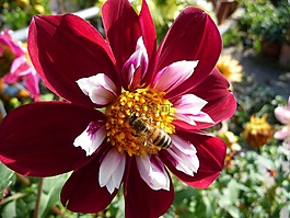 花,蜜蜂,開花