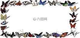 幀,butterflys,裝飾