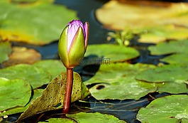 睡蓮,芽,水生植物