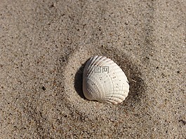 外殼,沙,海灘