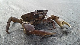 蟹,沙,海