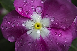 花,水滴,紫色花
