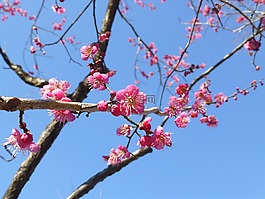 枝杈,樹,櫻桃