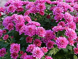 菊花,鮮花,粉色